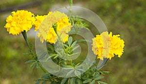 Tagete garden flowers, yellow buds close-up on blurred background photo
