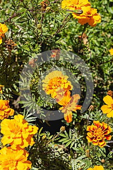 Tagete plant, known as Tagetes patula L. It belongs to the plant family Asteraceae, located in several gardens