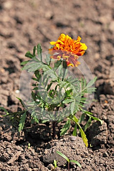 Tagetes