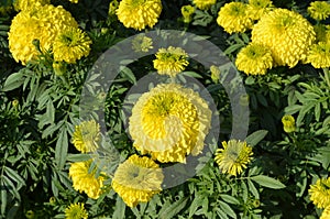 Tagetes erecta, the Aztec marigold, cempazuchitl  Tagetes native to Maxico. Medicinal, ceremonial and decorative.