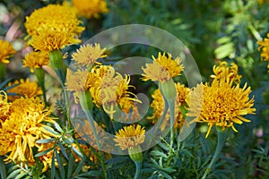 Tagetes erecta, commonly called tagete photo