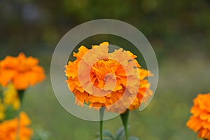 Tagetes erecta flower in orange