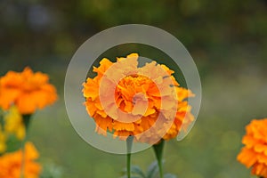 Tagetes erecta flower in orange photo