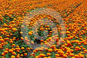 Tagetes erecta or marigold plantation. photo