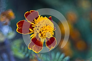 Tagetes erecta (marigolds) photo