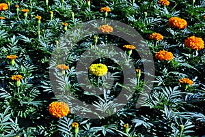 Tagetes erecta Marigolds glade yellow and orange blooming flowers and buds growing