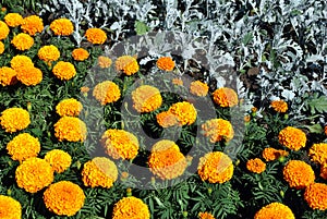 Tagetes erecta Marigolds glade yellow and orange blooming flowers and buds growing in flower bed