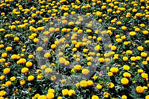 Tagetes erecta Marigolds glade yellow and orange blooming flowers and buds growing in flower bed