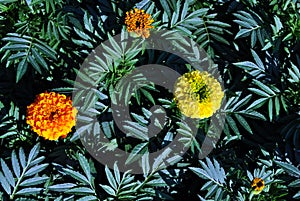 Tagetes erecta Marigolds yellow and orange blooming flowers growing on dark green leaves background