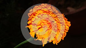 Tagetes erecta, the Mexican marigold or Aztec marigold or , `marigold`, or `Mary`s gold`,