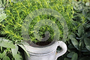 Tagetes filifolia in the garden
