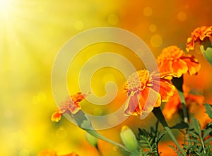 Tagetes flower photo