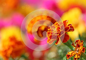 Tagetes flower photo