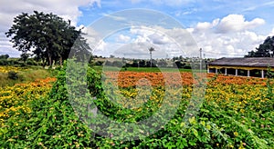 Tagetes Flower Farm with Yellow and orange flowers in farm with Chicken Poultry Farm beside it on a beautiful sunny day. Bluecloud photo