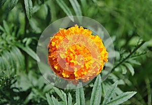 Tagetes flower in flowerbed