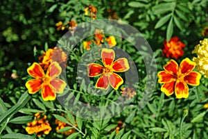 Tagetes flower in flowerbed