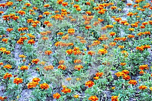 Tagetes flower in flowerbed