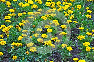 Tagetes flower in flowerbed