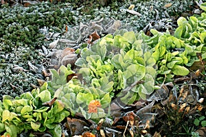 Tagetes flower with lettuce. Backyard ecological home garden cultivated in accordance with permaculture principles.