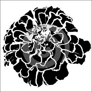 Tagetes flower silhouette
