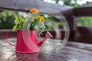 Tagetes in the flowerpot