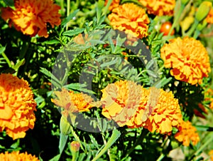 Tagetes flowers