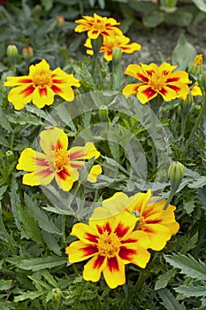 Tagetes flowers photo