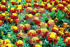 Tagetes flowers yellow, red and green background