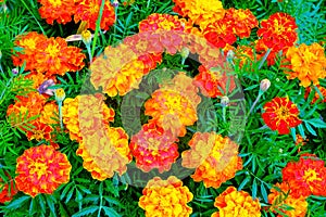 Tagetes is a genus of annual or perennial, mostly herbaceous plants in the family Asteraceae