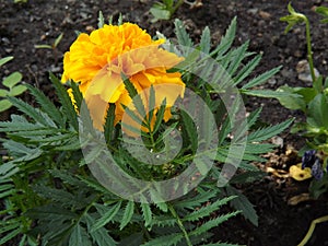 Tagetes L. Yellow garden tag