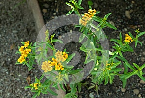 Tagetes lucida branches with yellow flowers photo