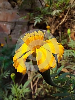 tagetes lucida flower in the garden.