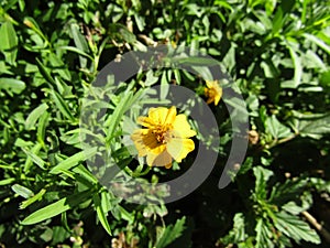 Tagetes lucida flower photo