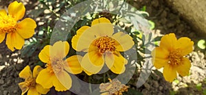 Tagetes Lucida Flowers Blooming on Green Leaves Background