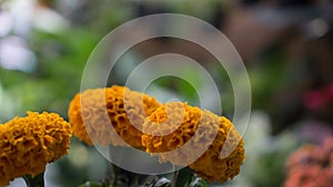 Tagetes marigold flower bloom