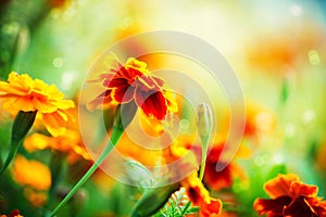 Tagetes Marigold Flowers photo