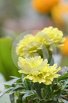 Tagetes or marigold flowers, called  ganda flowers in Bengali language, growing in Howrah, West Bengal, India