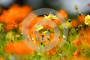 Tagetes Marigold Flowers in colorful background