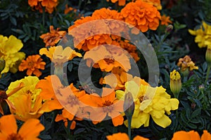 Tagetes - Marigolds - Flowers - Nature