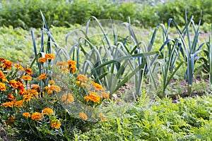 Tagetes in organic vegetable garden photo