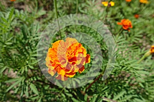 Tagetes patula with double orange flower head