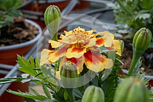 Tagetes Patula `Durango` flowers grow in a greenhouse