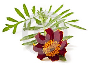 Tagetes patula flower