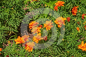 Tagetes patula french marigold in bloom, orange yellow bunch of flowers, green leaves, small shrub