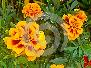 Tagetes patula french marigold in bloom, orange yellow bunch of flowers, green leaves, small shrub