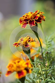 Tagetes patula french marigold in bloom, orange yellow bunch of flowers, green leaves