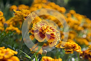 Tagetes patula french marigold in bloom, orange yellow bunch of flowers, green leaves