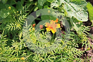 Tagetes patula, french marigold photo