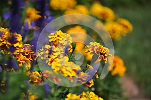Tagetes patula, French marigolds and lavender.