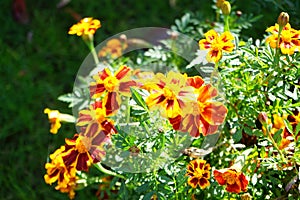 Tagetes patula \'Little Bee\' flowers bloom in October. Berlin, Germany